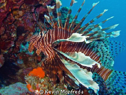 Lion fish by Kevin Monfreda 